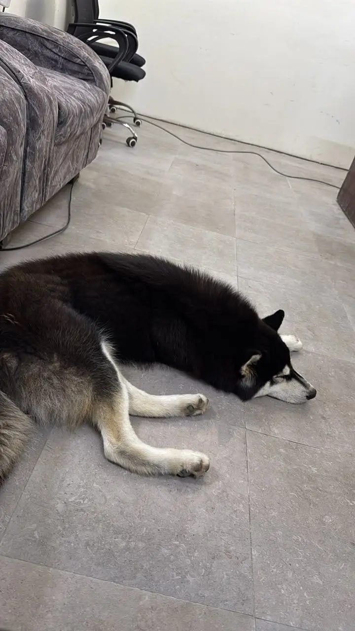  Siberian Husky For Sale in Karachi  — photo 3