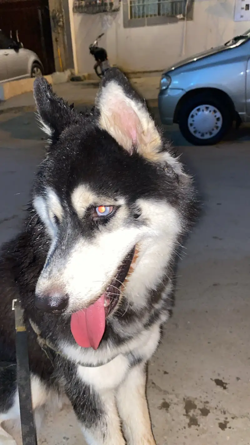  Siberian Husky For Sale in Karachi  — photo 4