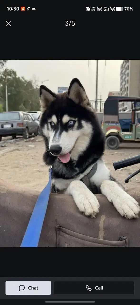  Siberian Husky For Sale in Karachi  — photo 5