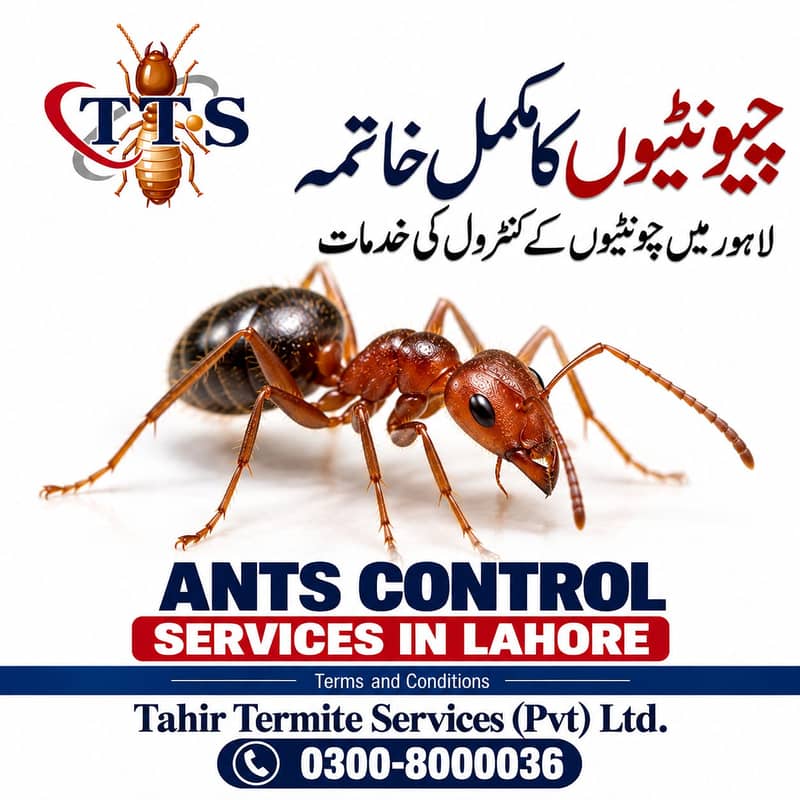 Termite | Deemak | Bedbugs Treatment Pest Control Fumigation Services ...