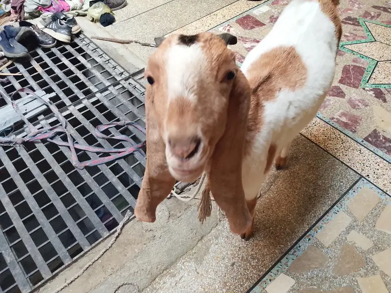 bakri hai gar ki Pali hai — photo 3