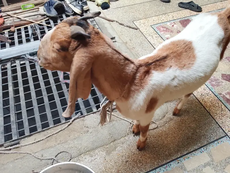 bakri hai gar ki Pali hai — photo 4