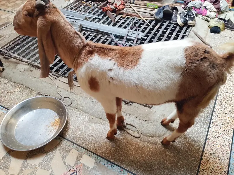 bakri hai gar ki Pali hai — photo 5