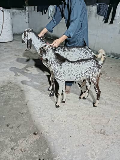 2 bakrian ak bakra for sale