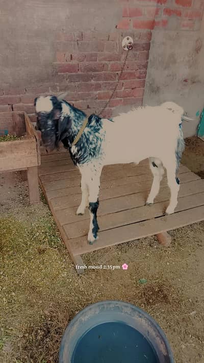 Bakra • bakri • chatra