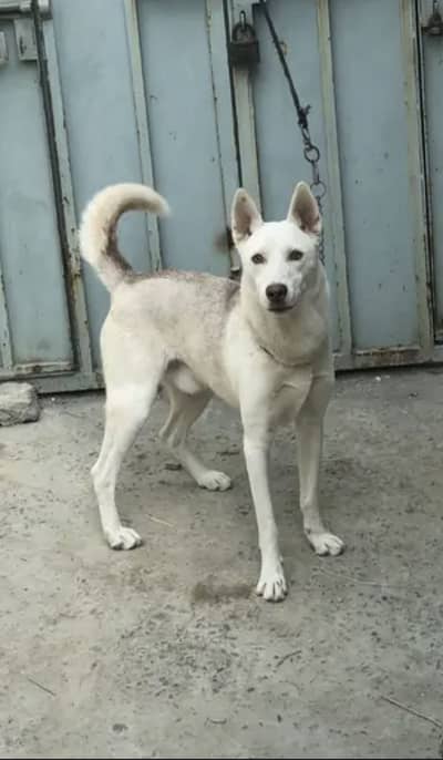 Husky & German Cross For Sale & Exchange