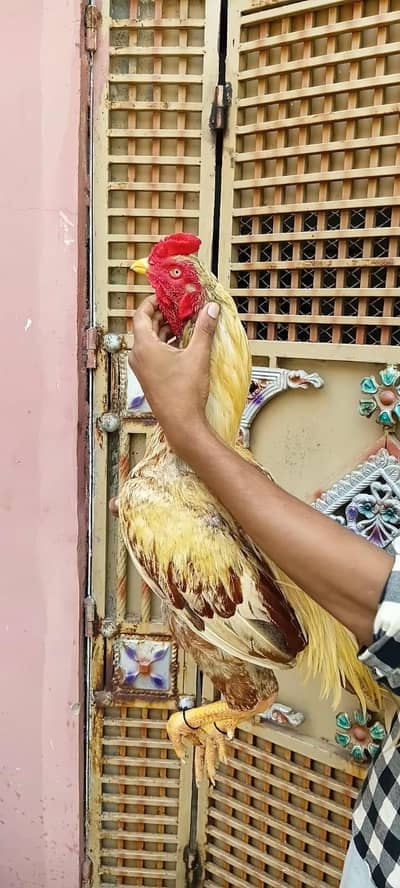 aseel top quality murga for sale