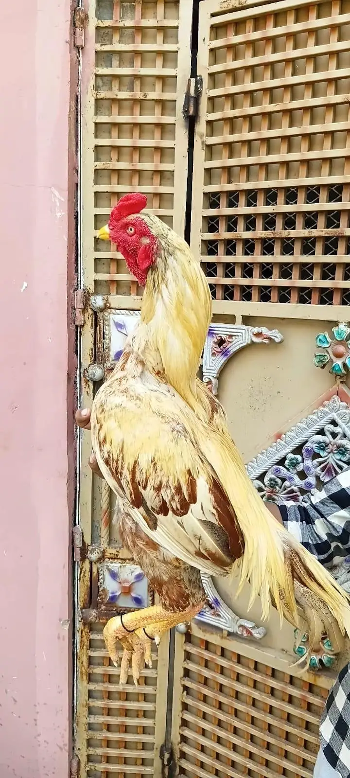 aseel top quality murga for sale — photo 2