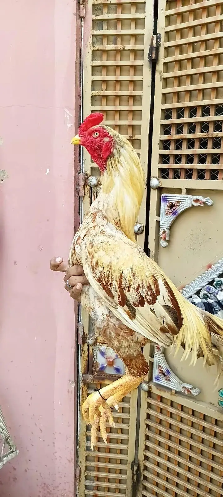 aseel top quality murga for sale — photo 3