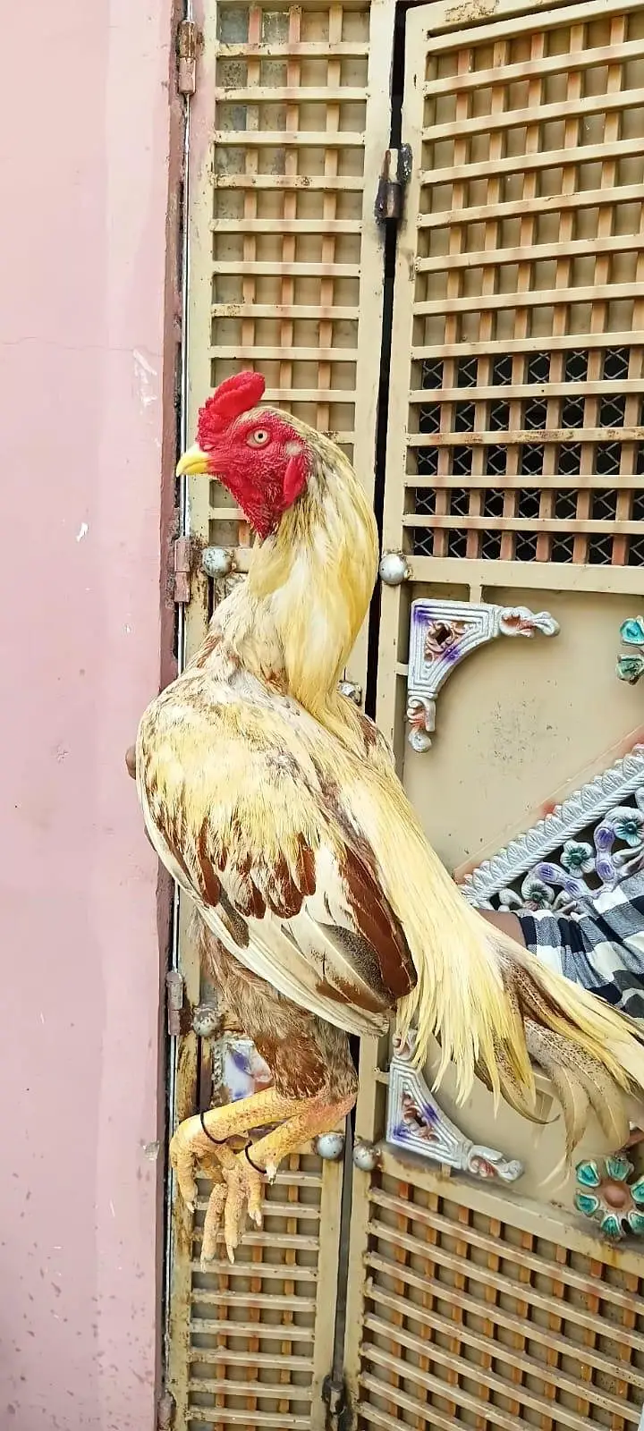 aseel top quality murga for sale — photo 4