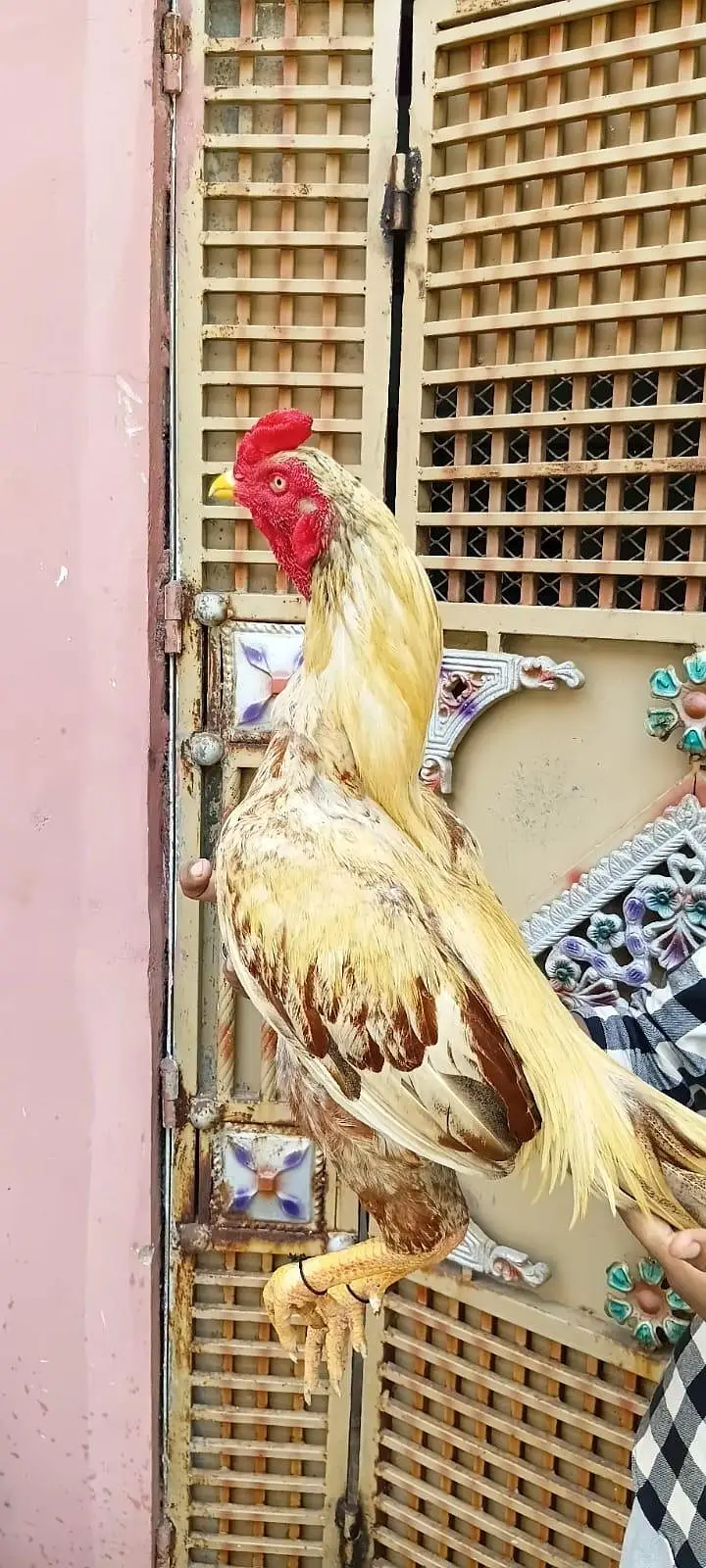 aseel top quality murga for sale — photo 5