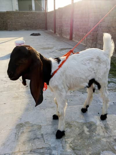Bakra for sale