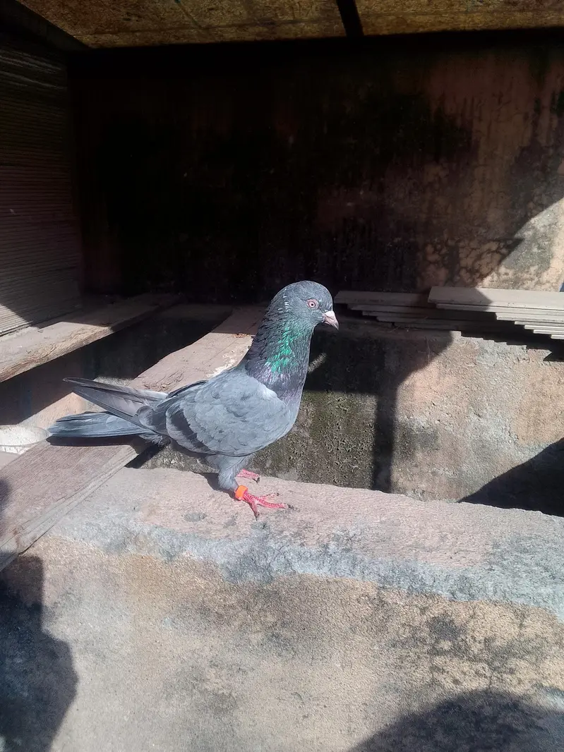neala Kabutar pair for sale high quality pair — photo 2