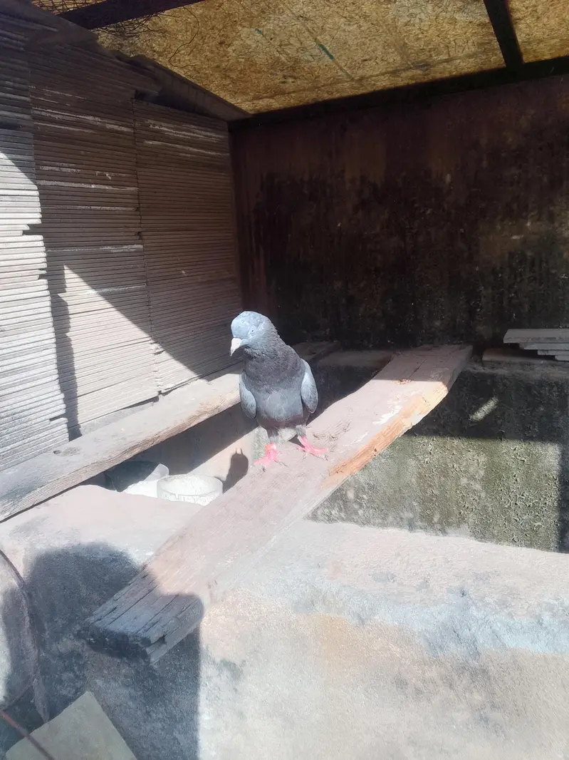 neala Kabutar pair for sale high quality pair — photo 3