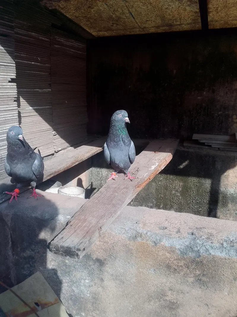 neala Kabutar pair for sale high quality pair — photo 5