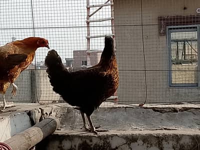 starter Desi hens (03284109961)