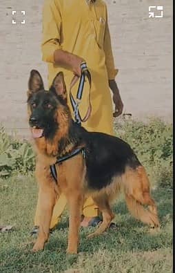 German Shepherd proper Long Coat Female for sale