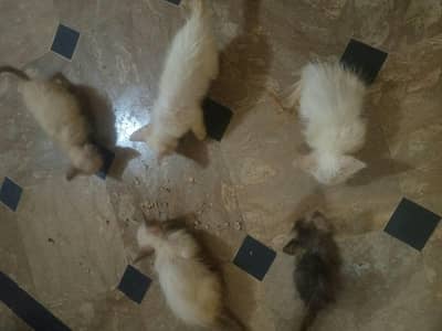 5000rs per baby percian white