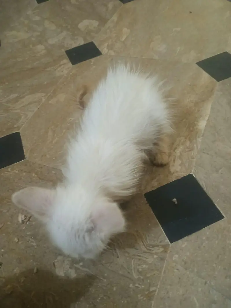 5000rs per baby percian white — photo 2