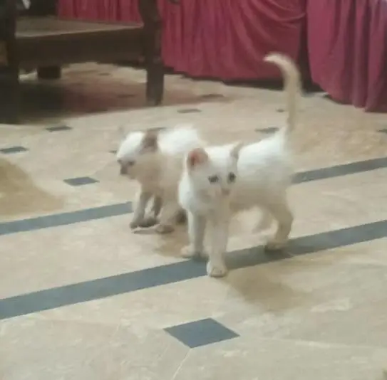 5000rs per baby percian white — photo 3