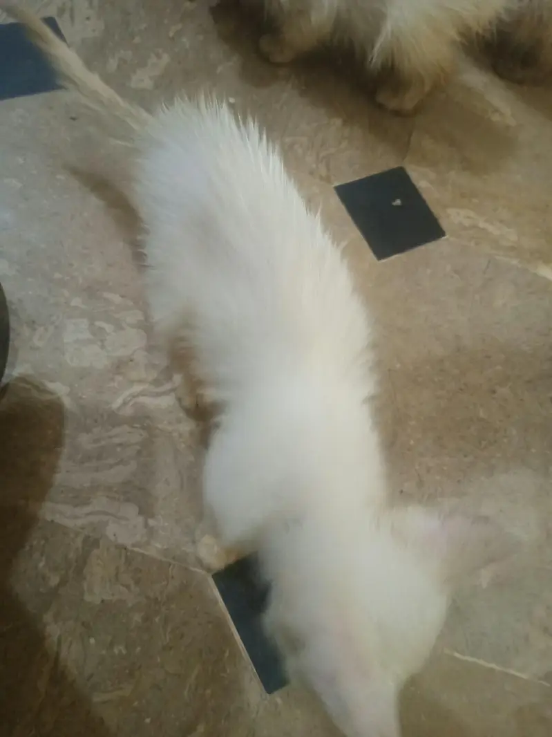 5000rs per baby percian white — photo 4