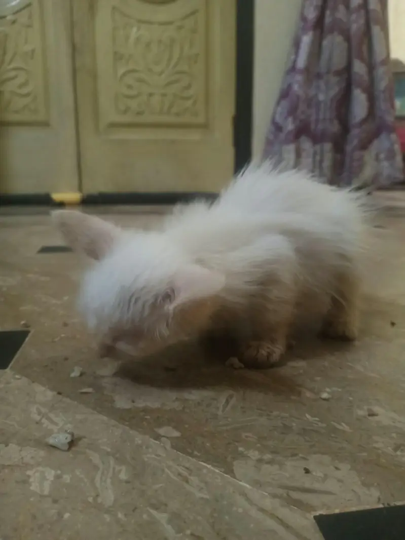 5000rs per baby percian white — photo 5