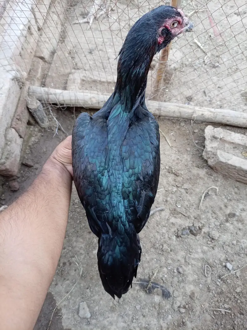 Thai aseel murgi — photo 3