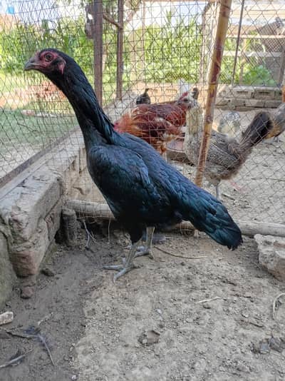 Thai aseel murgi
