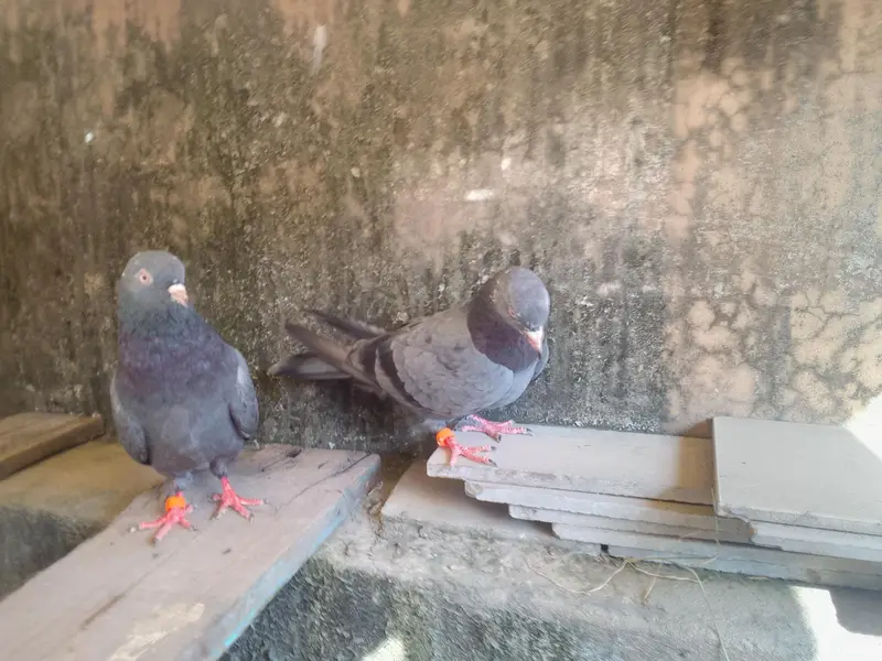 neala Kabutar pair for sale high quality pair — photo 4