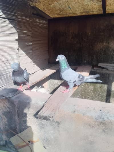 neala Kabutar pair for sale high quality pair