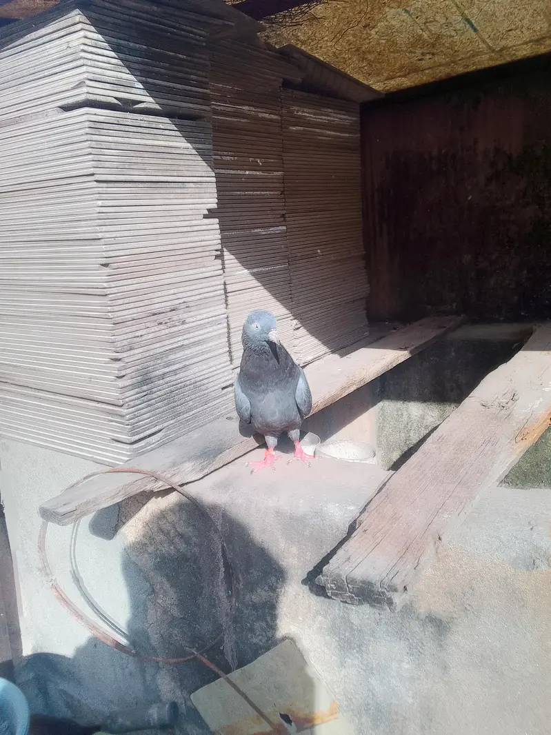 neala Kabutar pair for sale high quality pair — photo 8