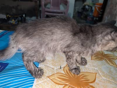 PERSIAN CAT