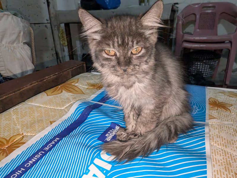 PERSIAN CAT 1