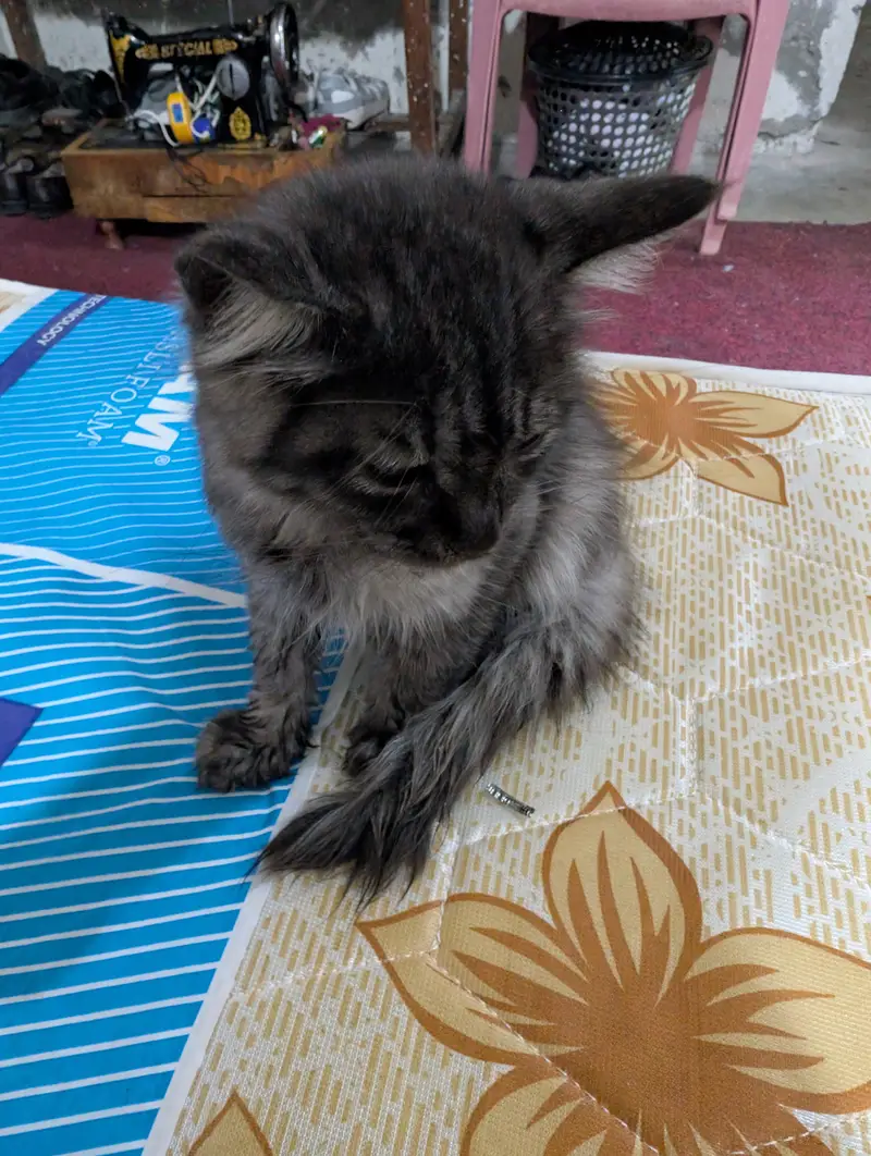 PERSIAN CAT — photo 3