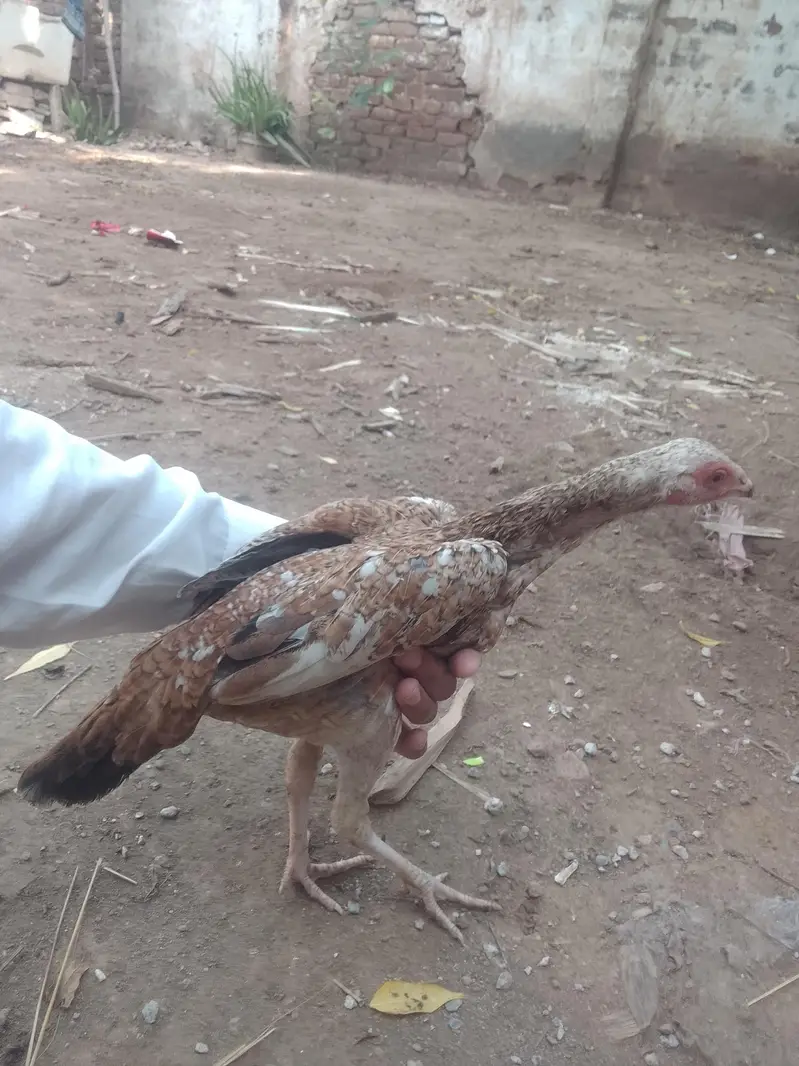 3 aseel madies — photo 10