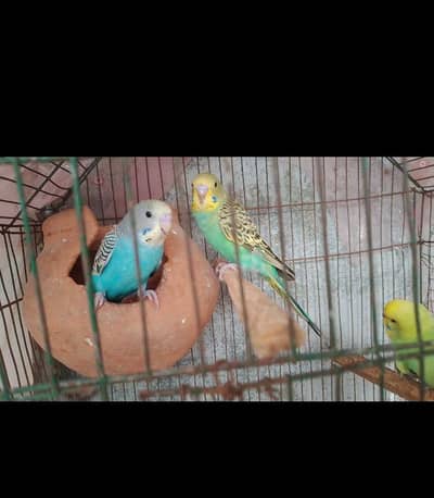 Australian parrots for sale ha strong blood Line beautiful color