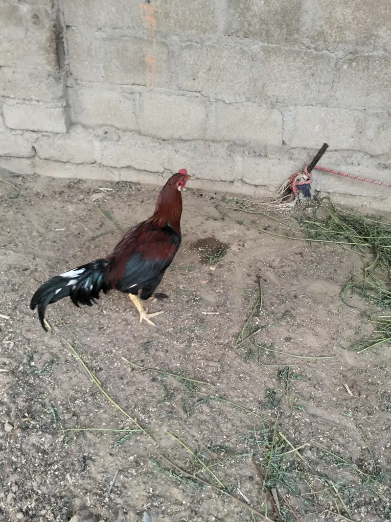 aseel — photo 2