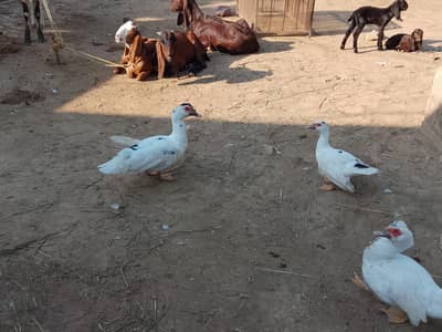 Peid Muscovy ducks pair