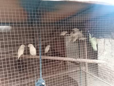 albino lovebirds