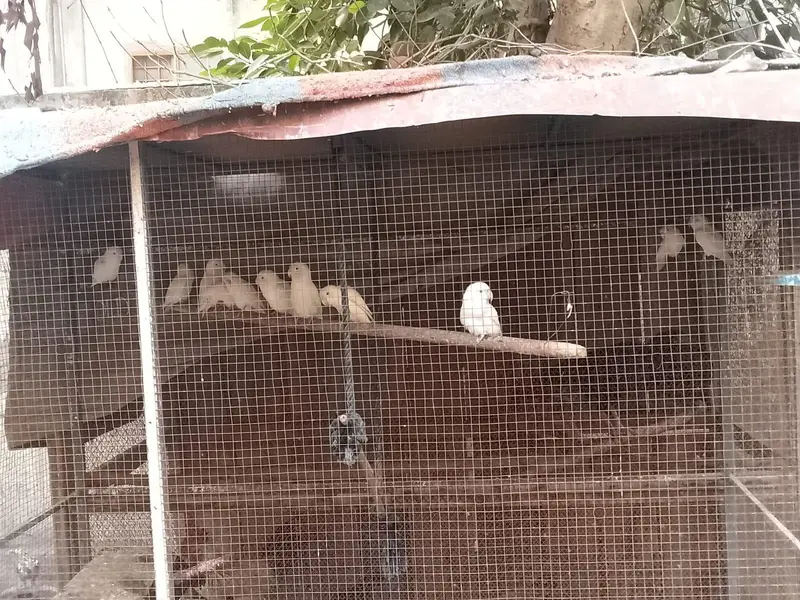 albino lovebirds — photo 2