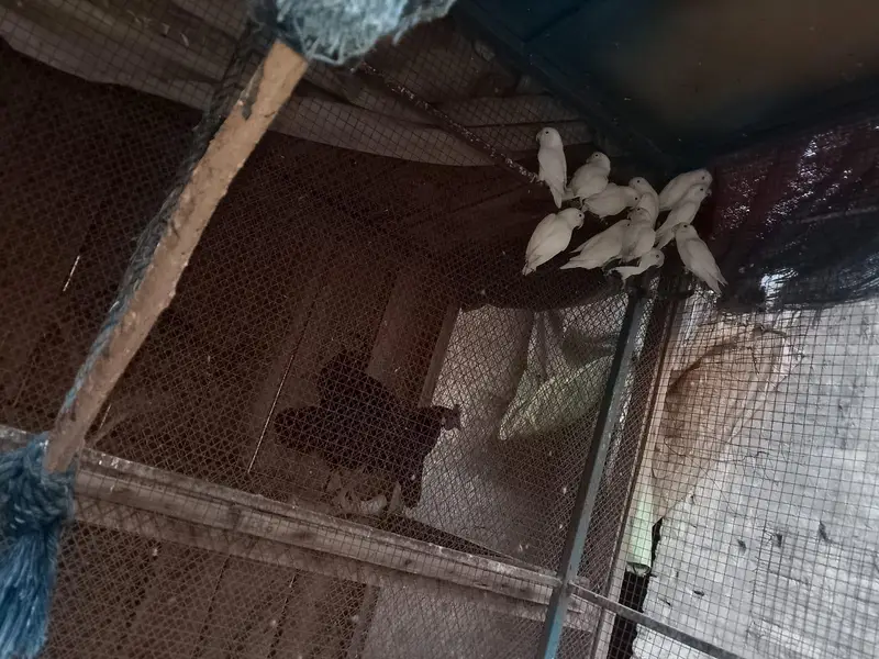 albino lovebirds — photo 3