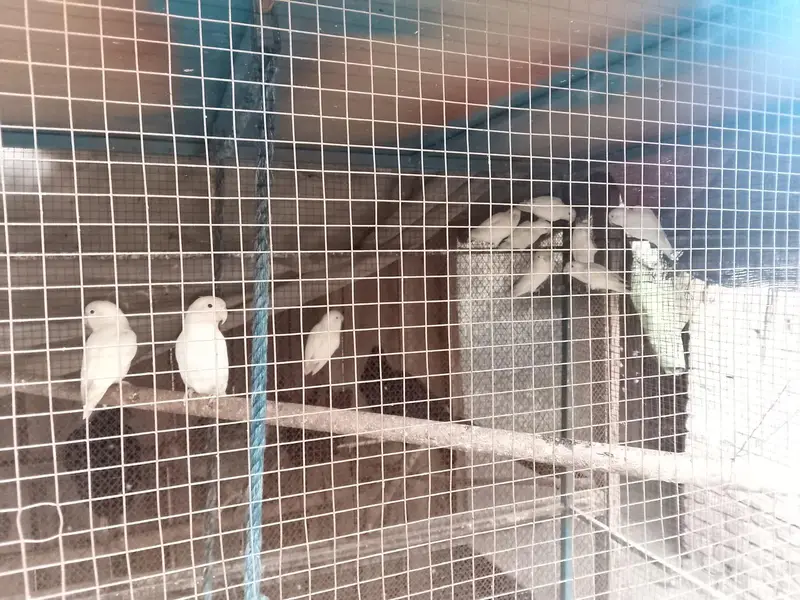 albino lovebirds — photo 4