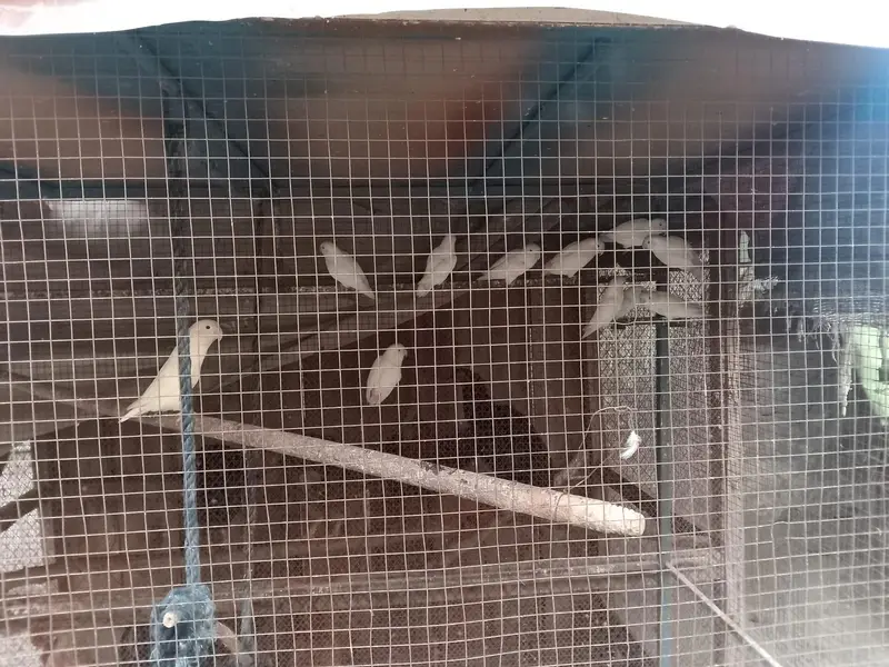 albino lovebirds — photo 5