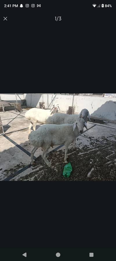 Turkish lamb
