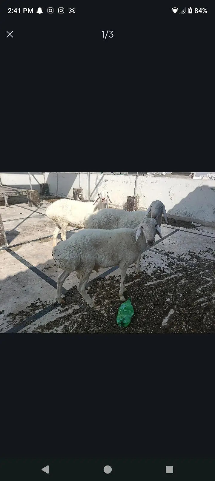 Turkish lamb