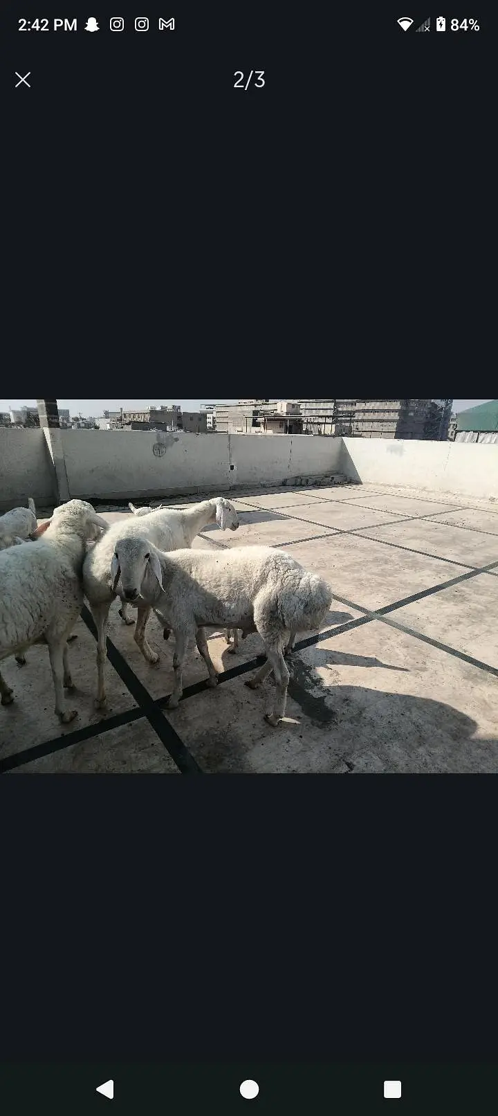 Turkish lamb — photo 2