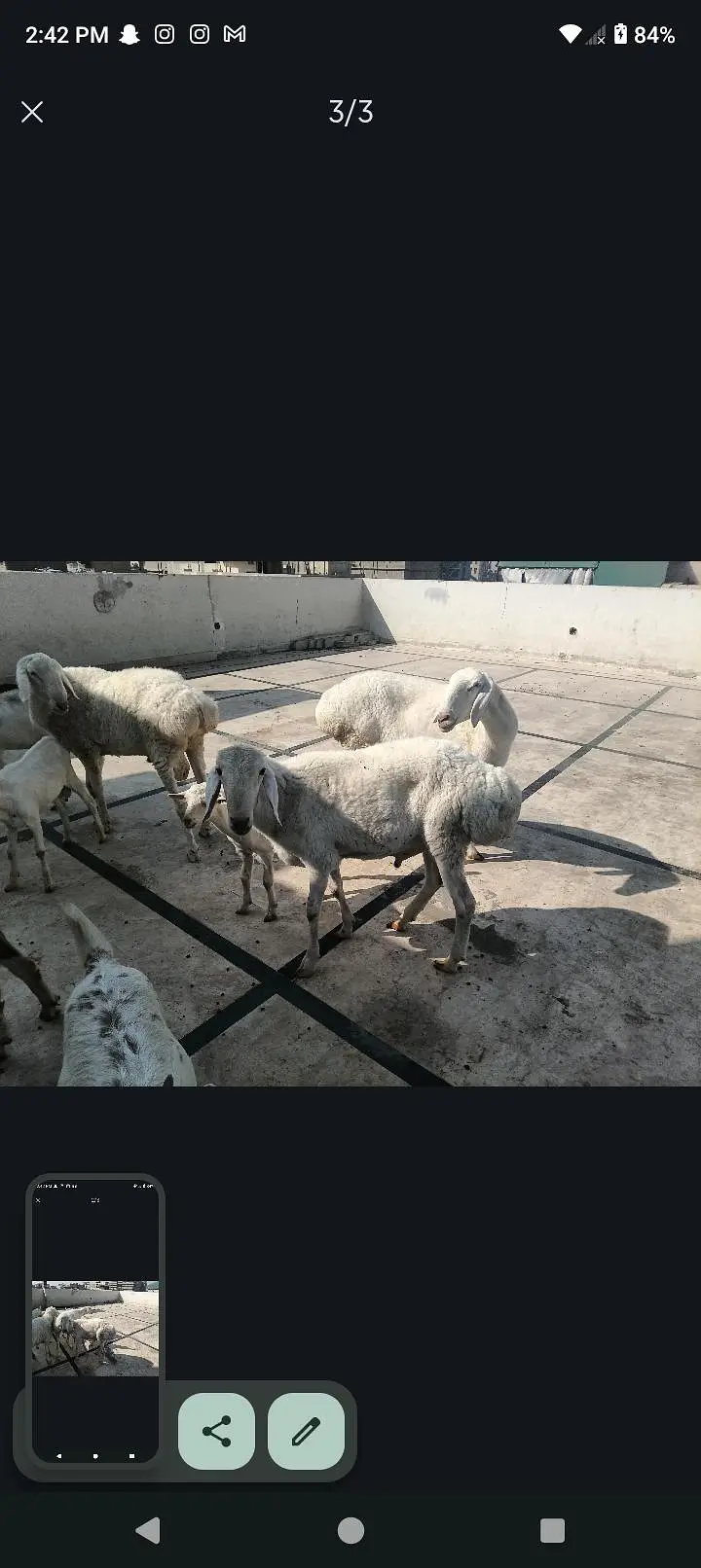 Turkish lamb — photo 3