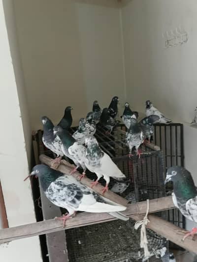 breeders kbootar for sale