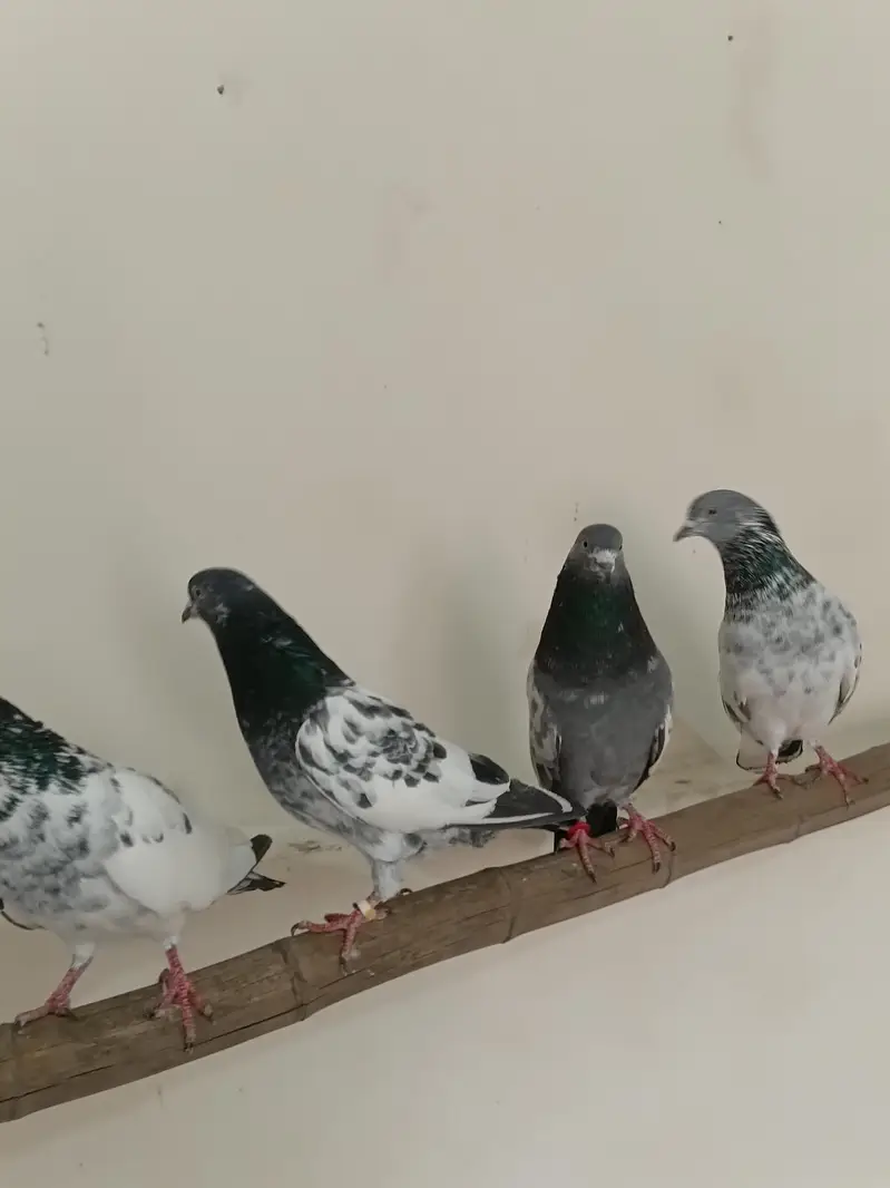 breeders kbootar for sale — photo 2