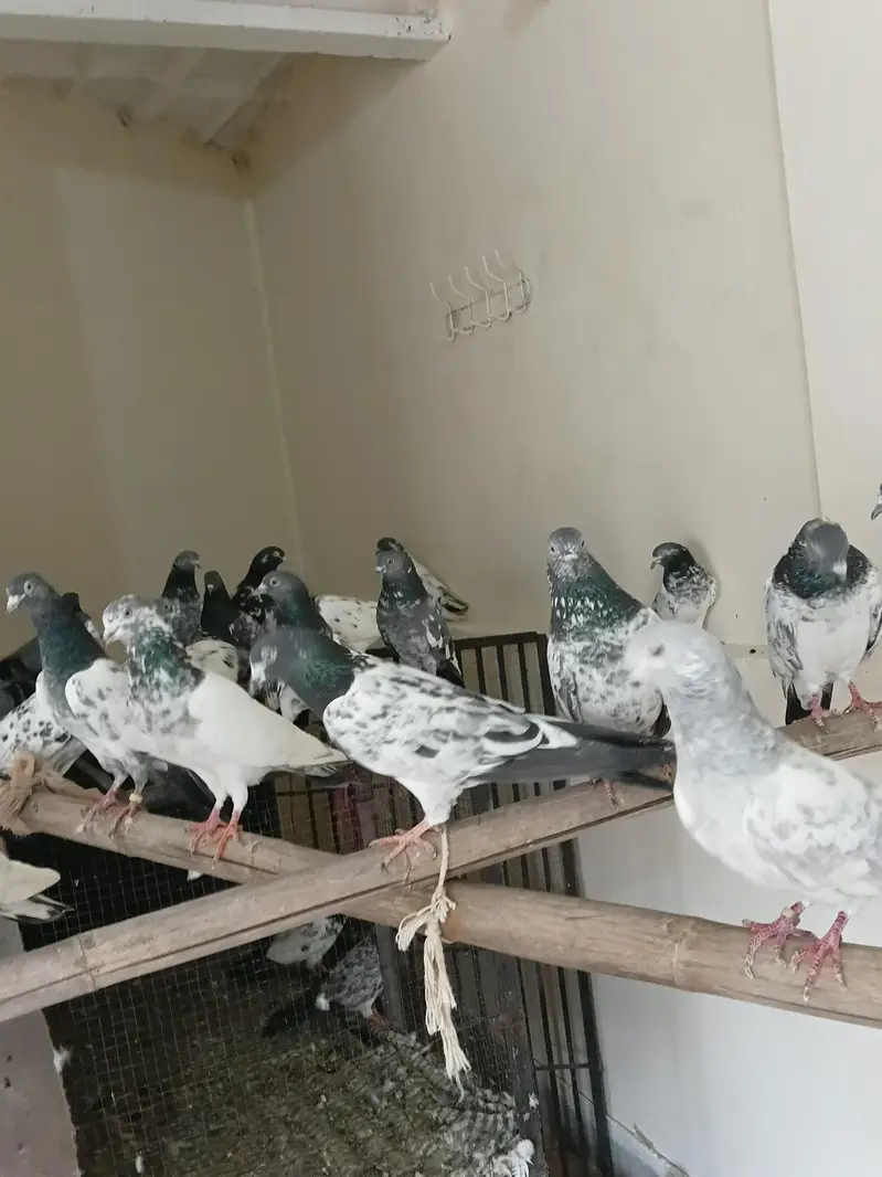 breeders kbootar for sale — photo 3
